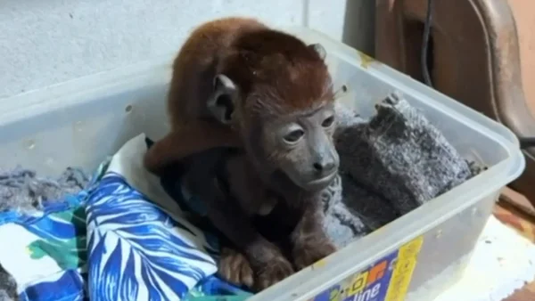 Cayó organización internacional de tráfico de fauna de la Amazonía: estas eran las especies en cautiverio