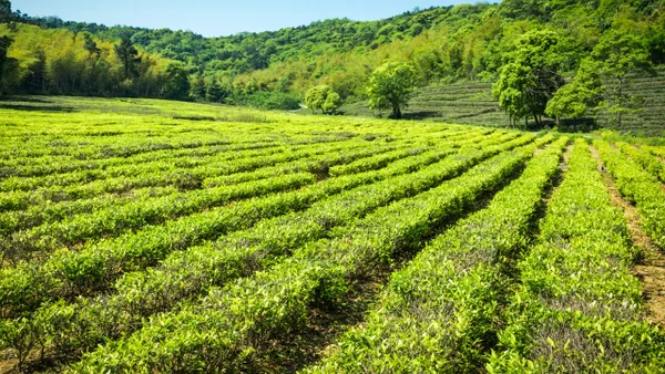 Informe reveló que Colombia concentra más del 67% de los cultivos de coca en el mundo Informe reveló que Colombia concentra más del 67% de los cultivos de coca en el mundo