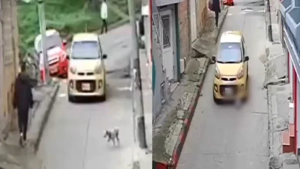 VIDEO | Conductor de taxi arrolló a toda velocidad a un perro en Bogotá VIDEO | Conductor de taxi arrolló a toda velocidad a un perro en Bogotá