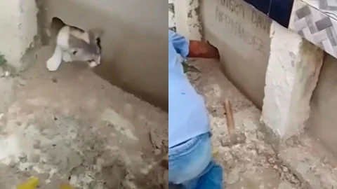 Foto: Captura pantalla IG@andreanimalidad