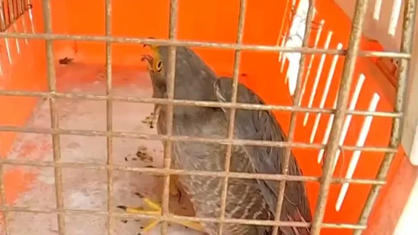 Cinco aves quedaron pegadas a una rama con jalea en trampa ilegal en Barranquilla Cinco aves quedaron pegadas a una rama con jalea en trampa ilegal en Barranquilla