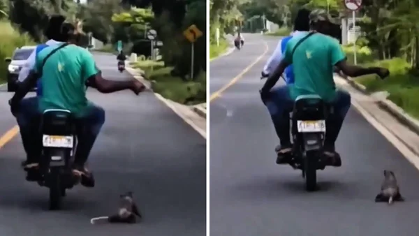 VIDEO | Dos hombres en moto arrastraron a toda velocidad a una zarigüeya en Cauca VIDEO | Dos hombres en moto arrastraron a toda velocidad a una zarigüeya en Cauca