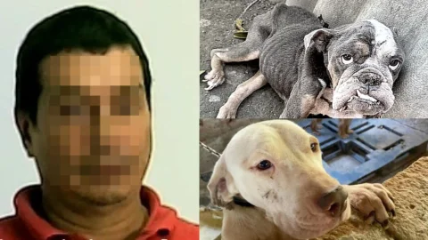 Maltratador animales en Palmira