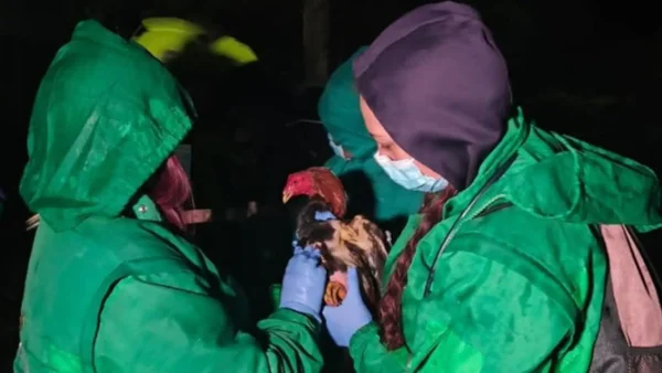 Tenían gallos enfermos tirados y un cuarto para peleas: así decomisaron estas aves en Bogotá Tenían gallos enfermos tirados y un cuarto para peleas: así decomisaron estas aves en Bogotá