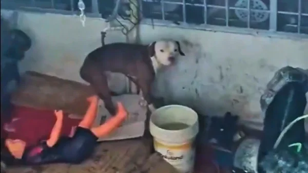 VIDEO | Rescataron a un perro que estaba desnutrido, amarrado y abandonado en una casa vacía en Cúcuta