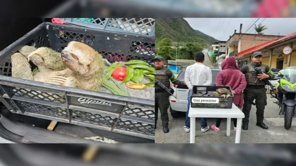 Capturan a dos personas por tráfico ilegal de fauna silvestre en Nariño