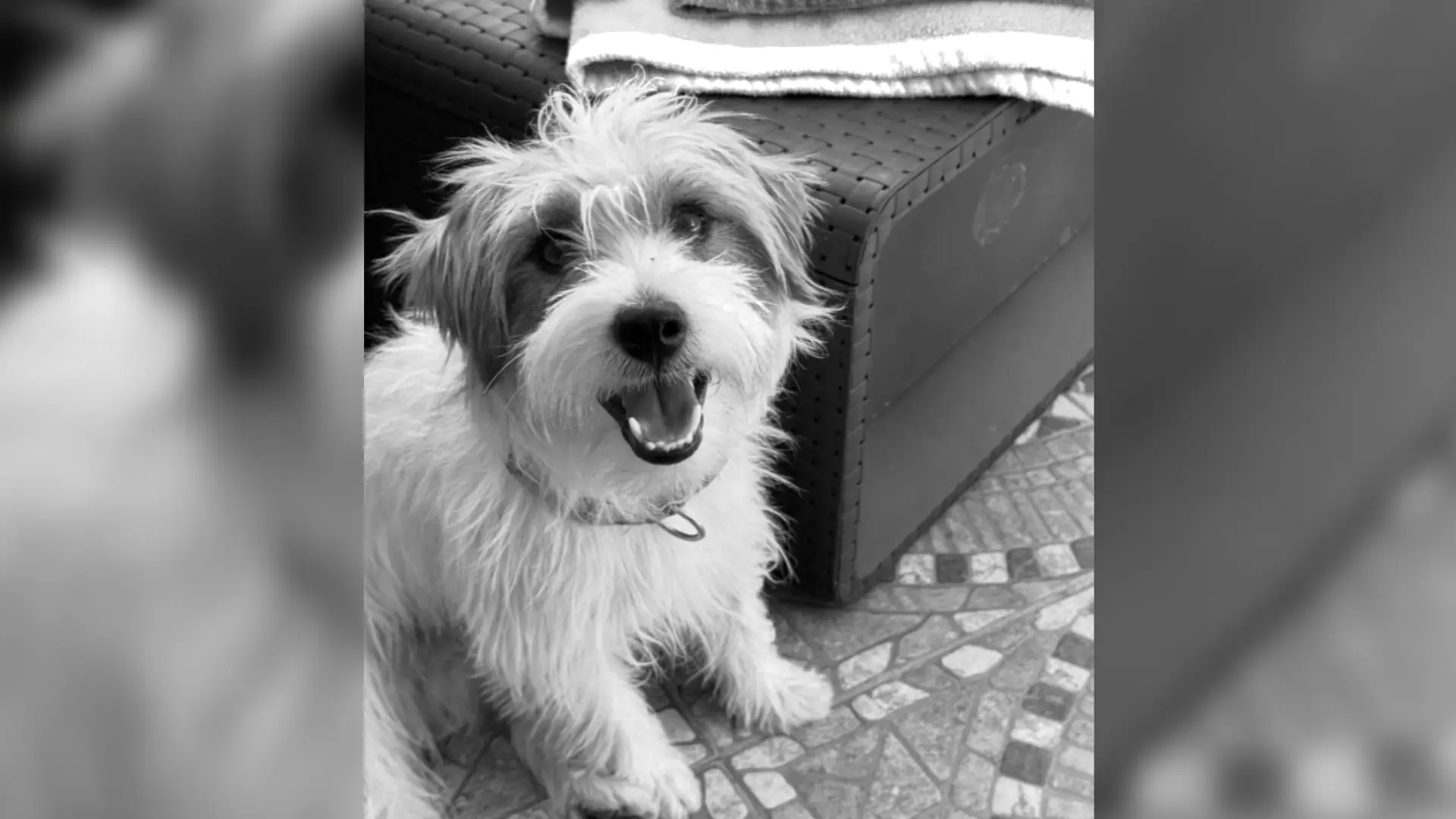 asesinato-perro-argentina Hombre asesinó brutalmente a un perro en Argentina.