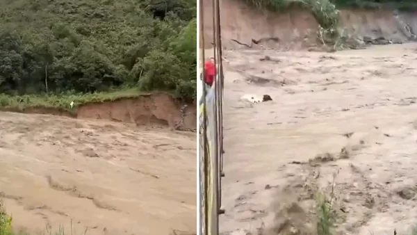 VIDEO | Vaca cayó a creciente del río Símbola en Cauca y tras luchar por su vida logró salir
