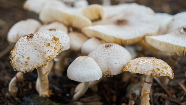 Hallaron culpable a australiana que asesinó a familia de su esposo con hongos venenosos Hallaron culpable a australiana que asesinó a familia de su esposo con hongos venenosos