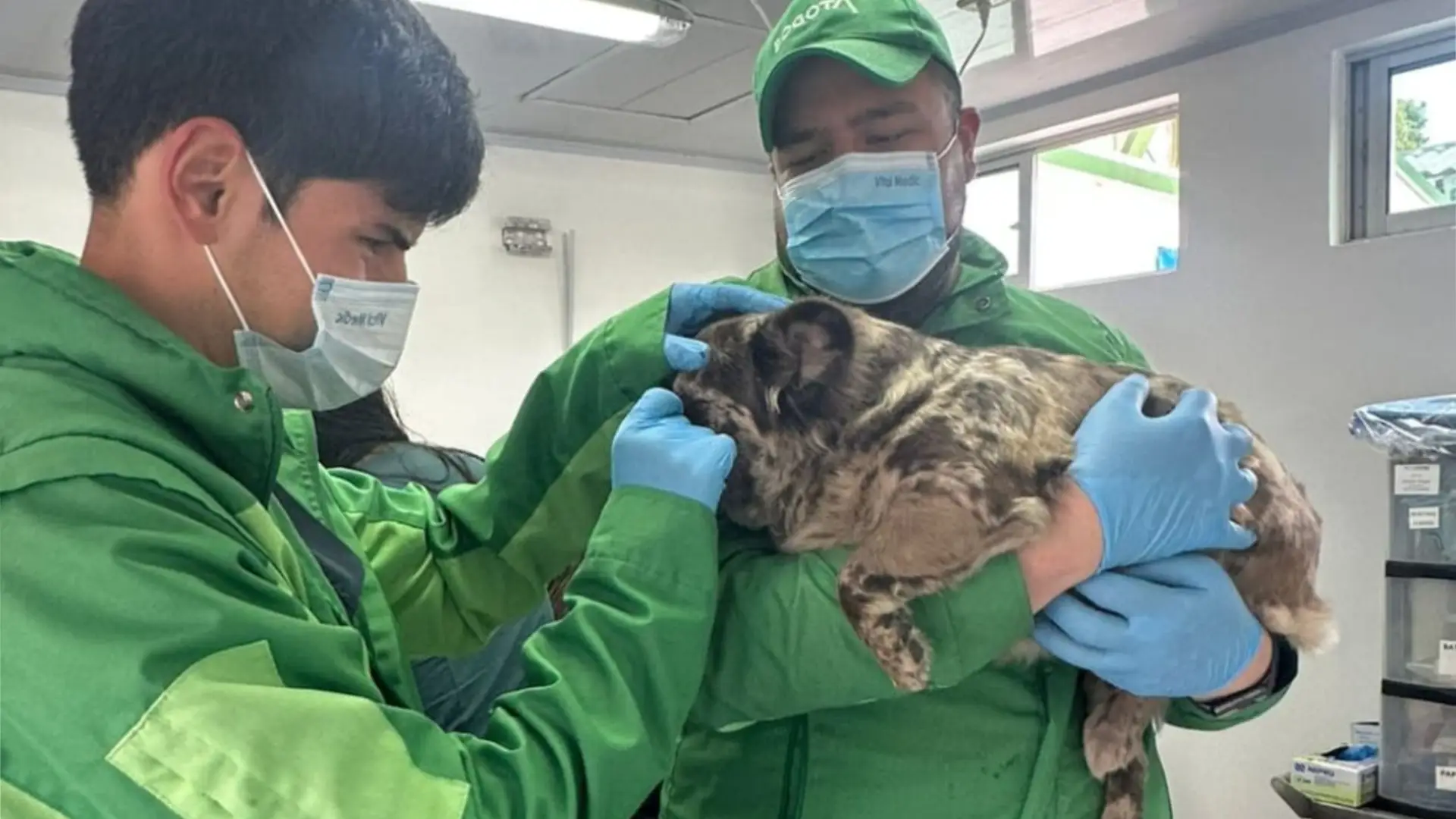 Autoridades rescataron a cuatro perros por maltrato y condiciones insalubres en Bosa