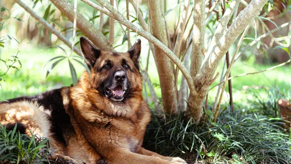 Conductores podrían ser multados por incumplir norma que protege a los perros: más de $700 mil