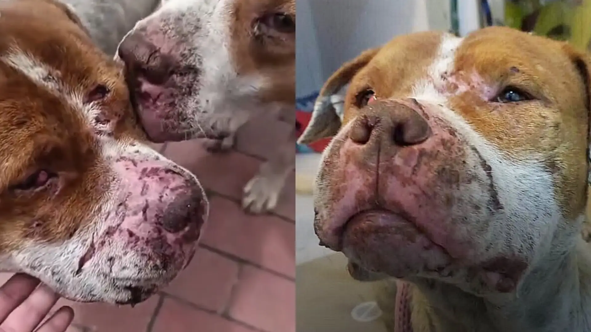 Perritos en peleas callejeras Bogotá