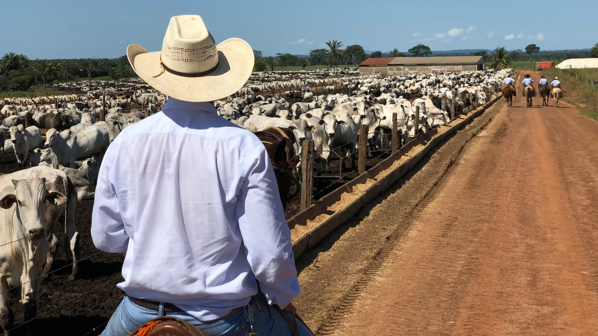 EE. UU. prohíbe ingreso de ganado de México por plaga de gusano y Sheinbaum ve "exagerada" la medida