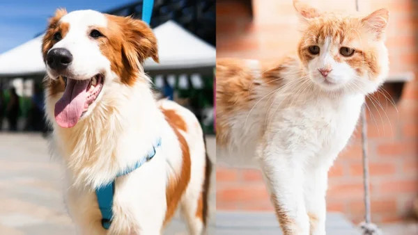 Refugio La Perla: el lugar de Medellín que le ha dado una nueva vida a perros y gatos