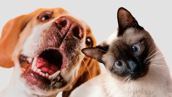 La app que lleva el control de vacunas, citas médicas y ubicación de mascotas