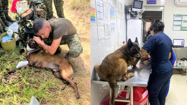 Sansón, el perro héroe que perdió una pata salvando a 36 soldados de una mina del ELN en Antioquia