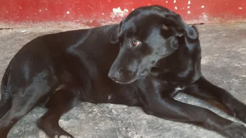 Perrita embarazada con eutanasia