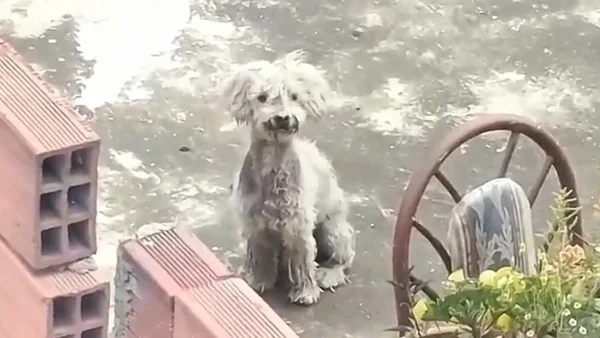 VIDEO | Rescatan a perro dejado en condiciones deplorables en una terraza de una vivienda