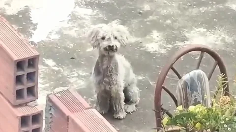 Perro abandonado en terraza en Bogotá