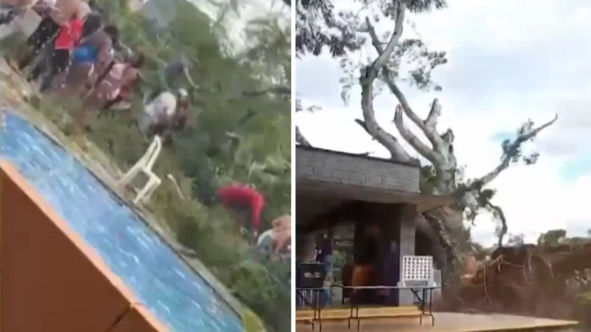 Árbol caído sobre visitantes