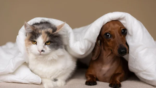 Tener perros o gatos ayuda a preservar la memoria: esto dice la investigación Tener perros o gatos ayuda a preservar la memoria: esto dice la investigación