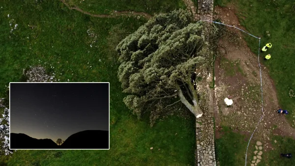 Condenan a prisión a los hombres que talaron el árbol más famoso de Inglaterra Condenan a prisión a los hombres que talaron el árbol más famoso de Inglaterra