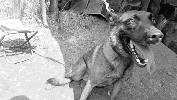 Murió Sansón, el valiente perro antiexplosivos que perdió una pata en Antioquia