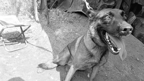 Sansón, el perro que arriesgó su vida en Antioquia.