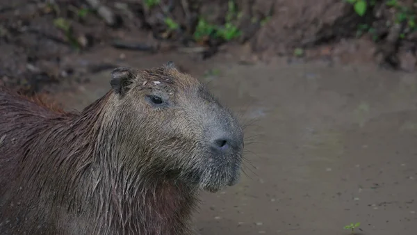Minambiente prohíbe la caza comercial de chigüiros: animalistas cuestionan protección Minambiente prohíbe la caza comercial de chigüiros: animalistas cuestionan protección