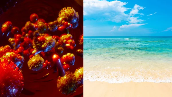 Bacteria carnívora altamente mortal cobra la vida de cuatro bañistas en Florida