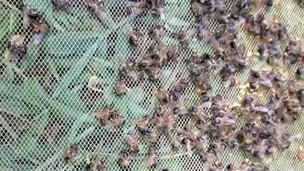 Un millón de abejas aparecieron muertas en Andes, Antioquia: ¿qué fue lo que pasó?