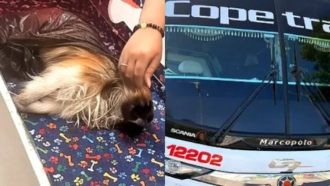 Perro murió en bus