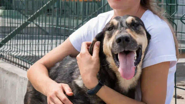 Jornada de adopción de perros y gatos en Bogotá este 31 de julio: este el catálogo, hora y lugar