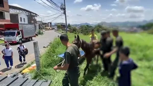 Hallan caballo abandonado en extremo deterioro físico en zona rural de Pereira Hallan caballo abandonado en extremo deterioro físico en zona rural de Pereira