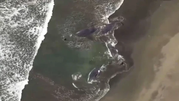 VIDEO I Aparecen ballenas varadas en Japón horas antes de la alerta de tsunami VIDEO I Aparecen ballenas varadas en Japón horas antes de la alerta de tsunami