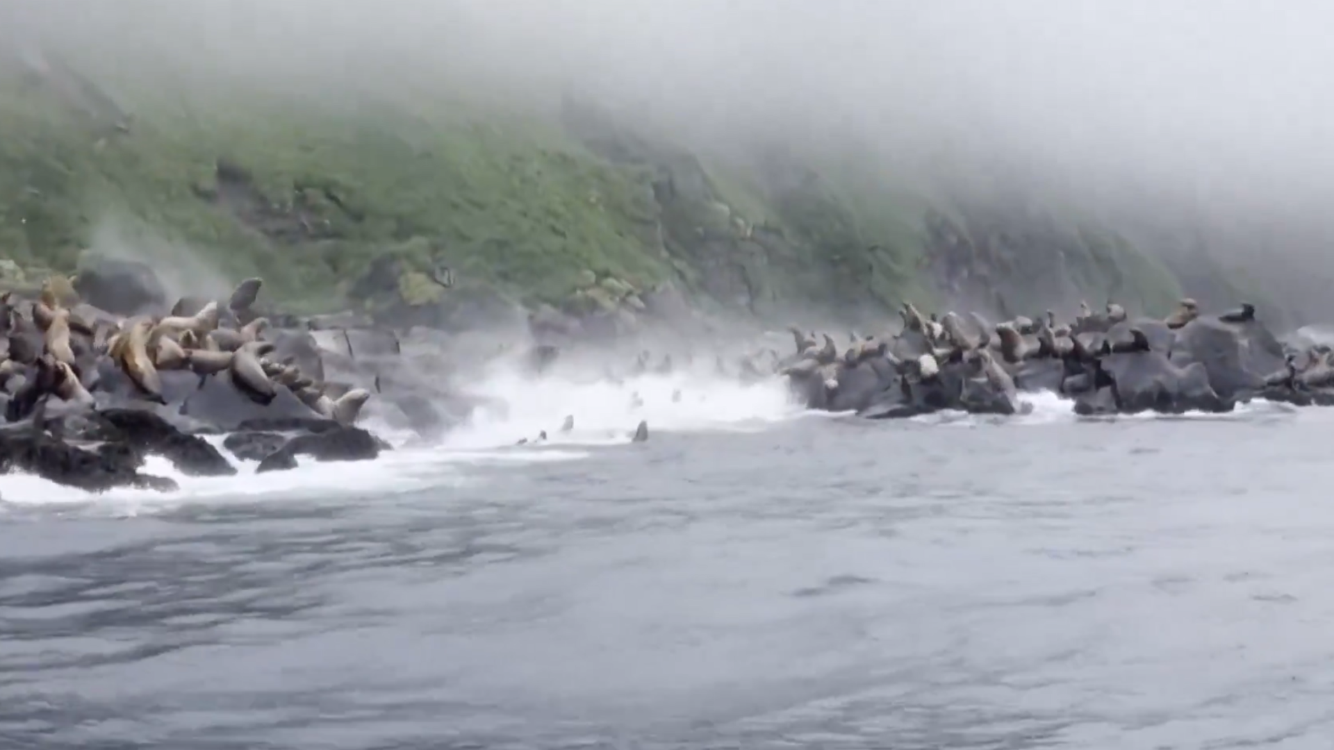leones-marinos-terremoto-rusia Angustiosa huida de leones marinos al agua durante terremoto en Rusia