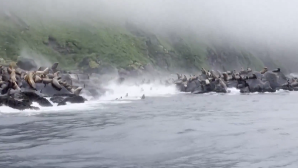 Angustiosa huida de leones marinos durante el terremoto en Rusia: turista grabó el momento exacto