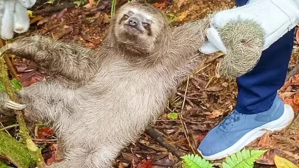 Hallan a pequeño oso perezoso envuelto en una bolsa de basura tirado en una zona rural de Buenaventura