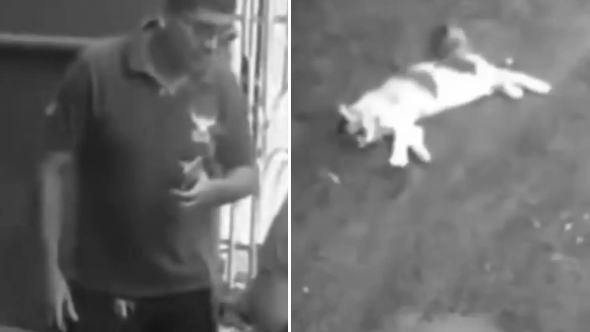 Maltratador de animales en Montería