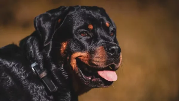 Rottweiler de sesenta kilos mató a un niño mientras su padre lo había dejado solo en casa