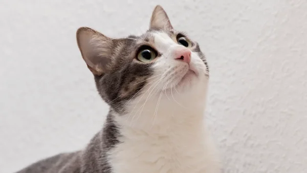 Condenan en Londres a dos adolescentes por brutal maltrato y asesinato de gatos