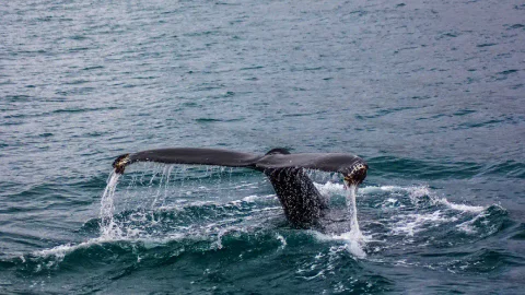 Avistamiento ballenas