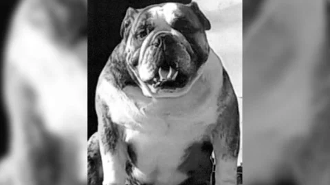 Perro habría sido asesinado por domiciliario en Bogotá.