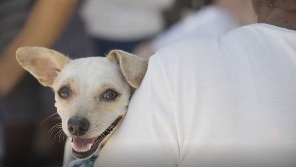 Viajar con propósito: jornada solidaria en Taganga para el bienestar animal Viajar con propósito: jornada solidaria en Taganga para el bienestar animal