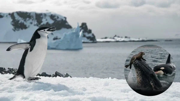 Ballenas jorobadas estarían interrumpiendo la cacearía de orcas para salvar a otros animales