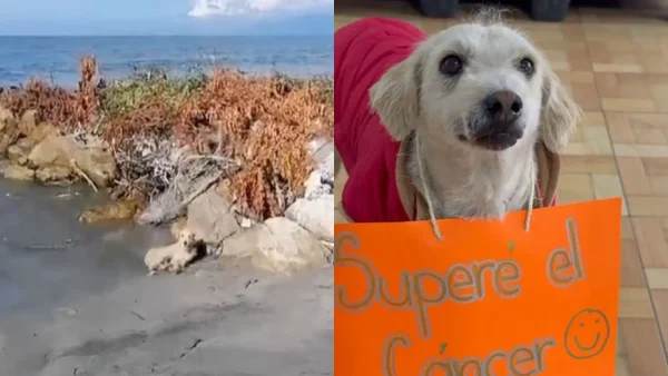 Cristóbal, el perrito amarrado a la orilla del mar, superó el cáncer y se encuentra buscando un hogar Cristóbal, el perrito amarrado a la orilla del mar, superó el cáncer y se encuentra buscando un hogar