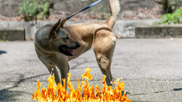 Denuncian que policía habría prendido fuego a cambuche de habitante de calle: cinco perros descansaban en su interior Denuncian que policía habría prendido fuego a cambuche de habitante de calle: cinco perros descansaban en su interior
