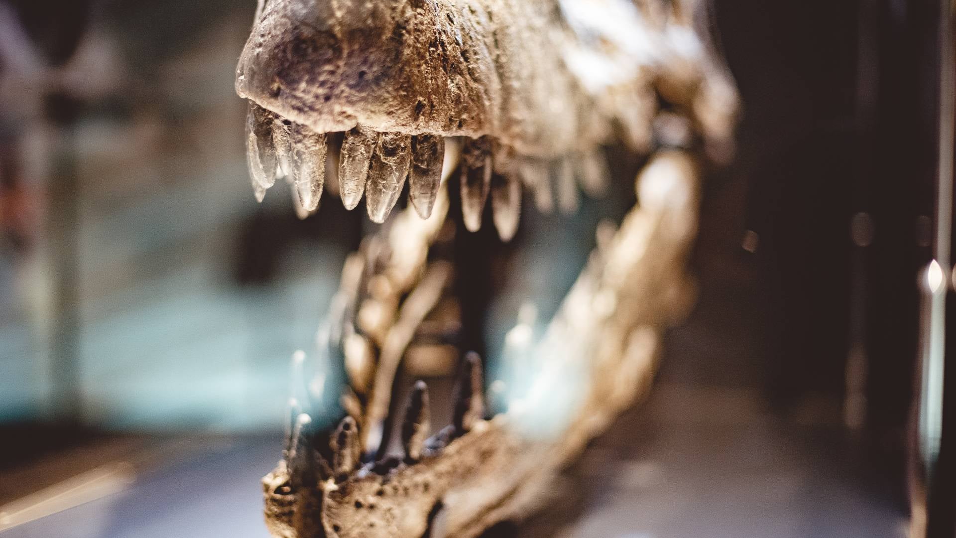 Fosil hallado en La Patagonia