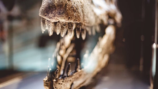 Científicos hallaron el fósil de un mamífero de la era de los dinosaurios en la Patagonia Científicos hallaron el fósil de un mamífero de la era de los dinosaurios en la Patagonia