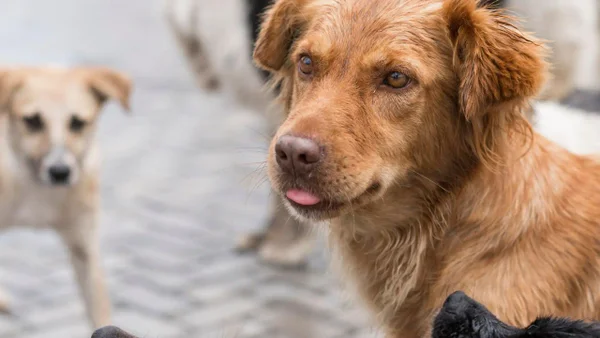 Concurso de belleza para gatos y perros criollos: ¿cómo inscribir a su mascota? Concurso de belleza para gatos y perros criollos: ¿cómo inscribir a su mascota?